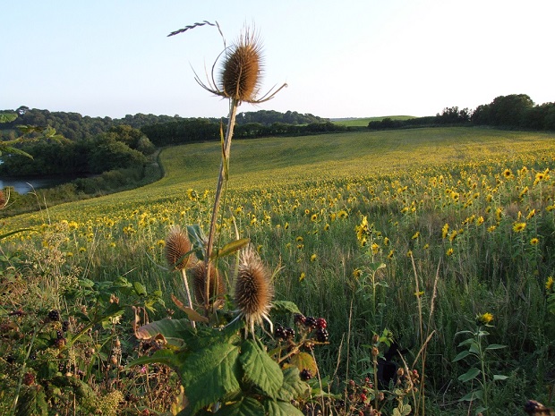 Sunflowers at Sand Acre Bay 2